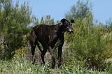 GREYHOUND 147
